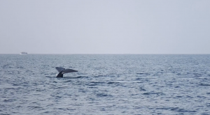 Avistamiento de ballenas Mirissa