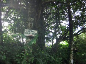 Trekking Little Adam's Peak