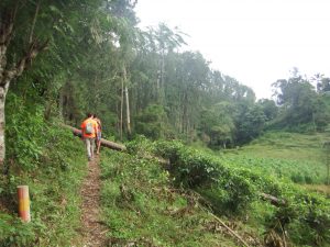 Caminata hacia el puente