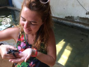 Tortuga pequeña en Kosgoda