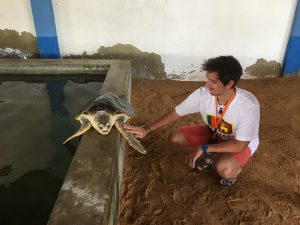 Tortuga mediana en Kosgoda
