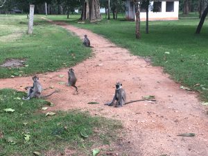 Monos de cara negra en Anuradhapura