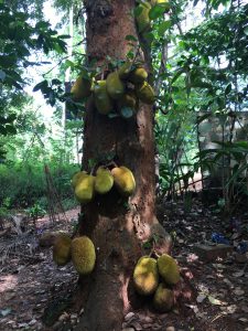 Spice garden Matale